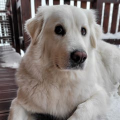 Laine de chien