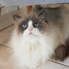Laine de chat